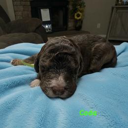 Coda - Chocolate male Goldendoodle puppy in Sanderson, Florida from Serenity Goldendoodles