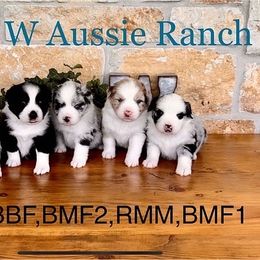 Australian Shepherd and Miniature Australian Shepherd Puppies from L Bar W Aussie Ranch