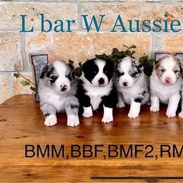 Australian Shepherd and Miniature Australian Shepherd Puppies from L Bar W Aussie Ranch
