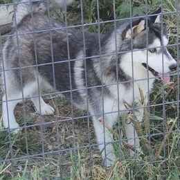Villian - Siberian Husky
