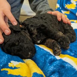 Jägermeister - Black phantom male Aussiedoodle puppy in Yacolt, Washington from Aussiedoodles by Maggie