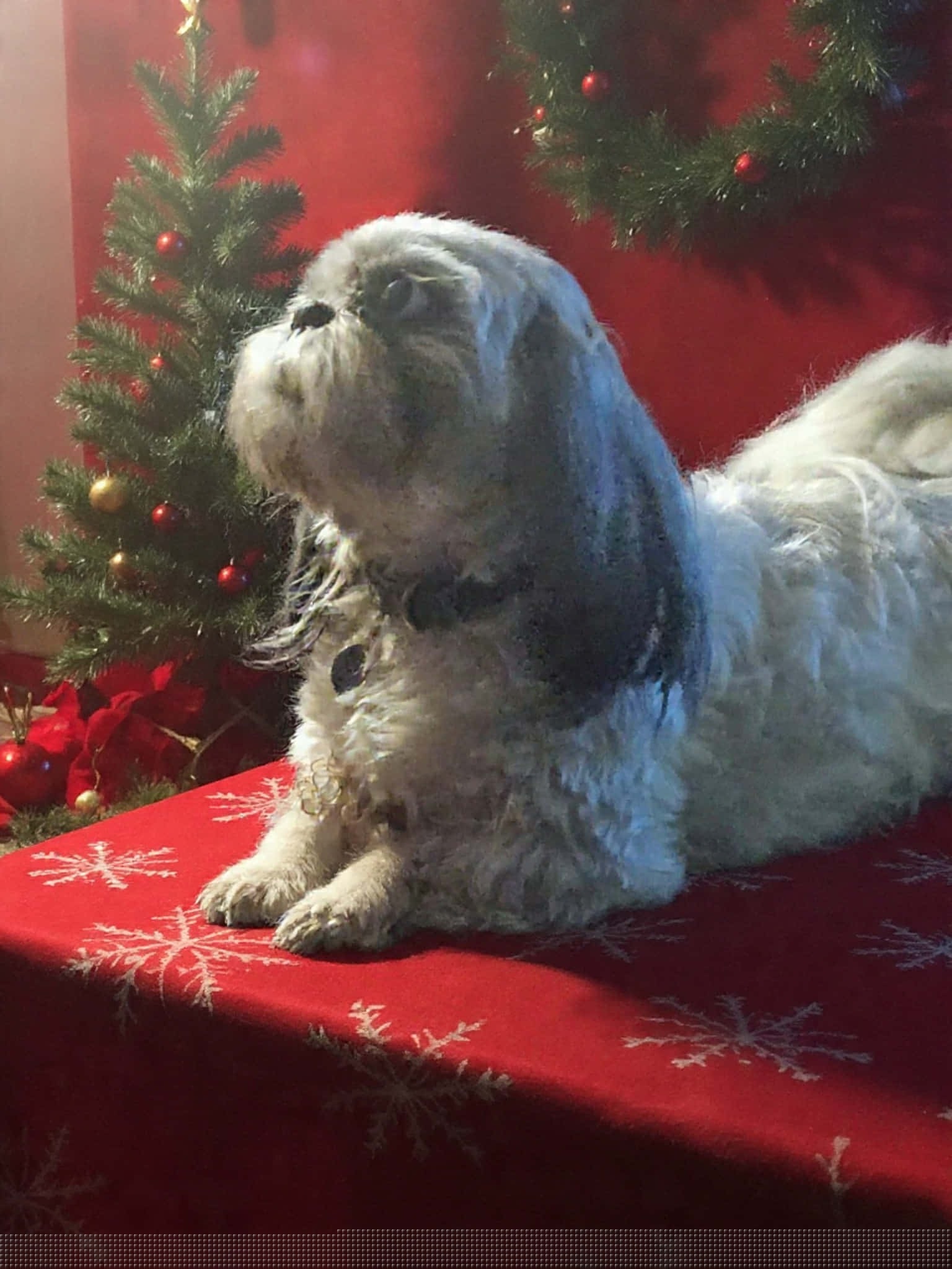 Raiden - Shih Tzu