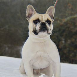 George  - French Bulldog