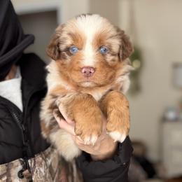 Buddy - Red merle male Australian Shepherd puppy in Tyner, Kentucky from Lil’ Town Aussies