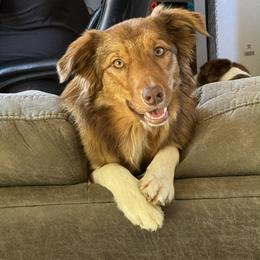 Honey - Border Collie
