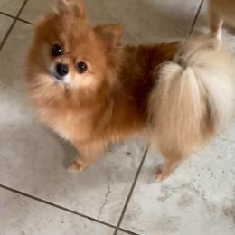 Bebe - Orange female Pomeranian puppy in Citrus Heights, California from Yev and Marina's Pomeranians (AKC)