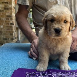 Girl 5 - Golden Retriever puppy in Shepherd, Texas from Wahkeen Golden Retrievers