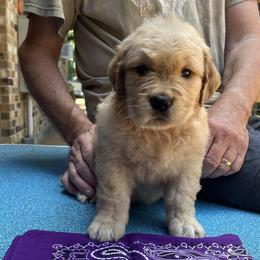 Girl 5 - Golden Retriever puppy in Shepherd, Texas from Wahkeen Golden Retrievers