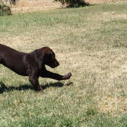 Labrador Retriever Puppies from Rick's Retrievers