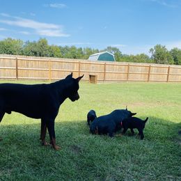 Doberman Pinscher Puppies from TeatreeDoberman