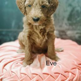 Eve - Apricot female Goldendoodle puppy in Pasco, Washington from Camp Doodle Woods