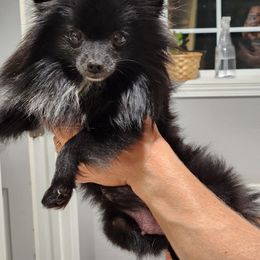 Pepper - Pomeranian