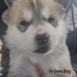 Boy 1 - Gray and white male Siberian Husky puppy in Lyndonville, Vermont from Powdermist Siberians