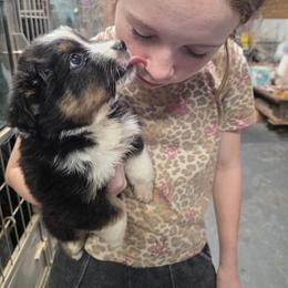 Sly - Black tri male Miniature Australian Shepherd puppy in Leonard, Texas from Tin Roof Aussies