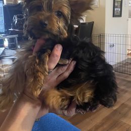 Yorkshire Terrier Puppies from Cutest AKC AZ Yorkies