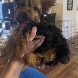 Yorkshire Terrier Puppies from Cutest AKC AZ Yorkies