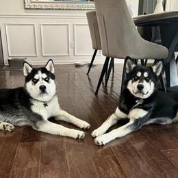 Jax and Zeke - Black tan and white male Siberian Husky puppy in Addison, Michigan from Gray Run Siberian Huskies