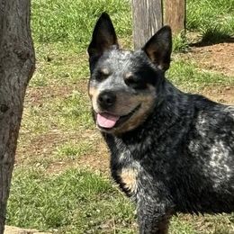 Australian Cattle Dogs from Bottoms Up Cattle Dogs