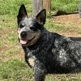 Australian Cattle Dogs from Bottoms Up Cattle Dogs