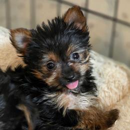 Squeak - Black and tan male Yorkshire Terrier puppy in Aiken, South Carolina from Sio's Yorkies
