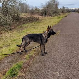 German Shepherd Puppies from Rose Valley German Shepherds