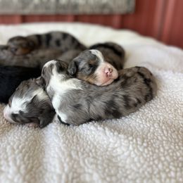 Bernedoodle Puppies from Root and Branch Bernedoodles