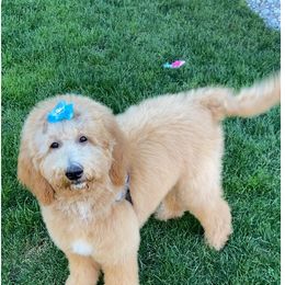 Goldendoodle All Grown Up from Dawnie’s Doodles