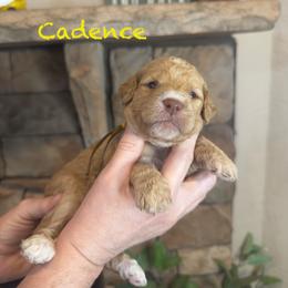 Cadence - Apricot female Goldendoodle puppy in Sanderson, Florida from Serenity Goldendoodles