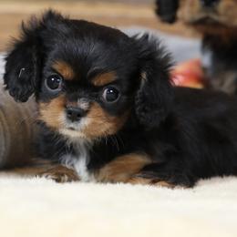 Oaklee - Black and tan female Cavalier King Charles Spaniel puppy in Boardman, Ohio from Taliaferro Kennel