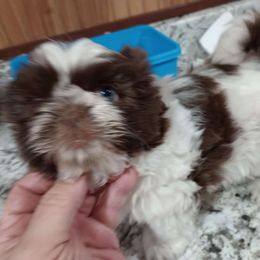 Girl 3 - Liver and white Shih Tzu puppy in Austin, Minnesota from Bearpaw Shih Tzus