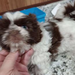 Girl 3 - Liver and white Shih Tzu puppy in Austin, Minnesota from Bearpaw Shih Tzus