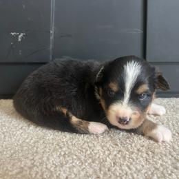 Tri female - Black and white female Companion Cross puppy in Greenwood, South Carolina from JOY Farms