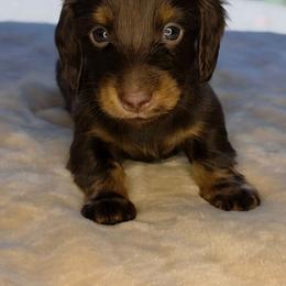 Choc - Tan Male - Chocolate and tan male Dachshund puppy in Woodland, Washington from SJs Dachshunds