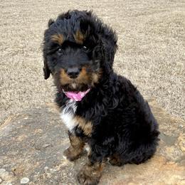 Ellie - Bernedoodle