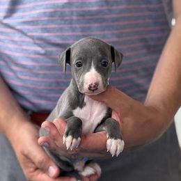Boy 3 - Blue male Italian Greyhound puppy in Sugar Valley, Georgia from Pinnacle Farm and Kennel