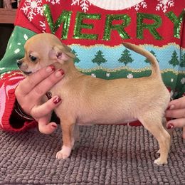 Chihuahua, Great Dane, and Pembroke Welsh Corgi Puppies from California Dreaming