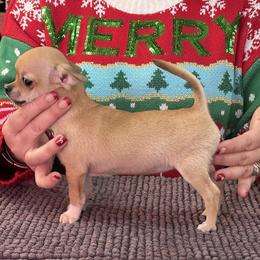 Chihuahua, Great Dane, and Pembroke Welsh Corgi Puppies from California Dreaming