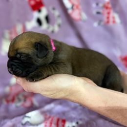 Hot Pink Collar - Fawn female Cane Corso puppy in Paris, Texas from Knucklehead Cane Corso