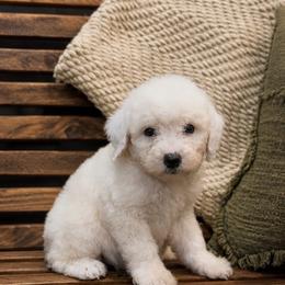 Reba - White female Sheepadoodle puppy in Norwood, Missouri from Neuroth Pup Co.