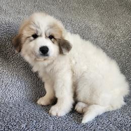 Delmira - White and badger female Great Pyrenees puppy in Monmouth, Maine from Flewelling Great Pyrenees
