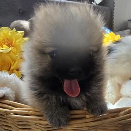 Pomsky Puppies from Amazing High Desert Pomskys