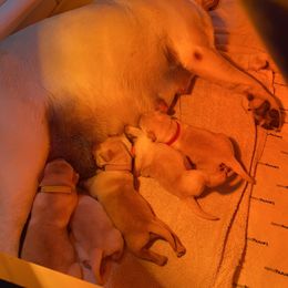 Labrador Retrievers from Always Faithful Labradors