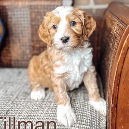 Tillman - Caramel cream male Australian Labradoodle puppy in Decatur, Alabama from Southern Meadows Doodles