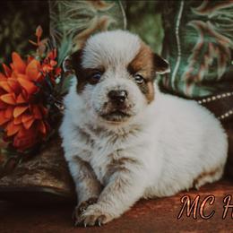Castiel - Red speckled male Australian Cattle Dog puppy in Waxahachie, Texas from MC Heelers