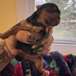 Roxy - Black and tan female Yorkshire Terrier puppy in Edwardsville, Illinois from Yorkie Acres (@yorkie_2_life)