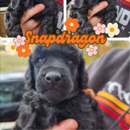 Snapdragon - Black male Poodle puppy in Prescott, Arkansas from Wanderlust Poodles
