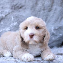 Charlie - Caramel male Australian Labradoodle puppy in Williamstown, New York from Lewis Manor Labradoodles
