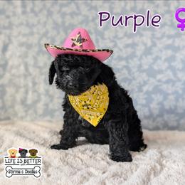 Purple Girl - Black female Goldendoodle puppy in Rockledge, Florida from Stormie's Doodles