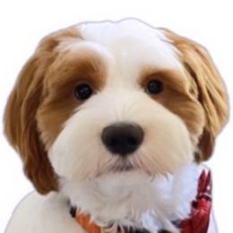 Yoshi - Goldendoodle