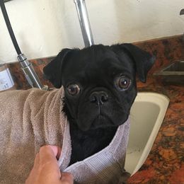 Angus - Pug